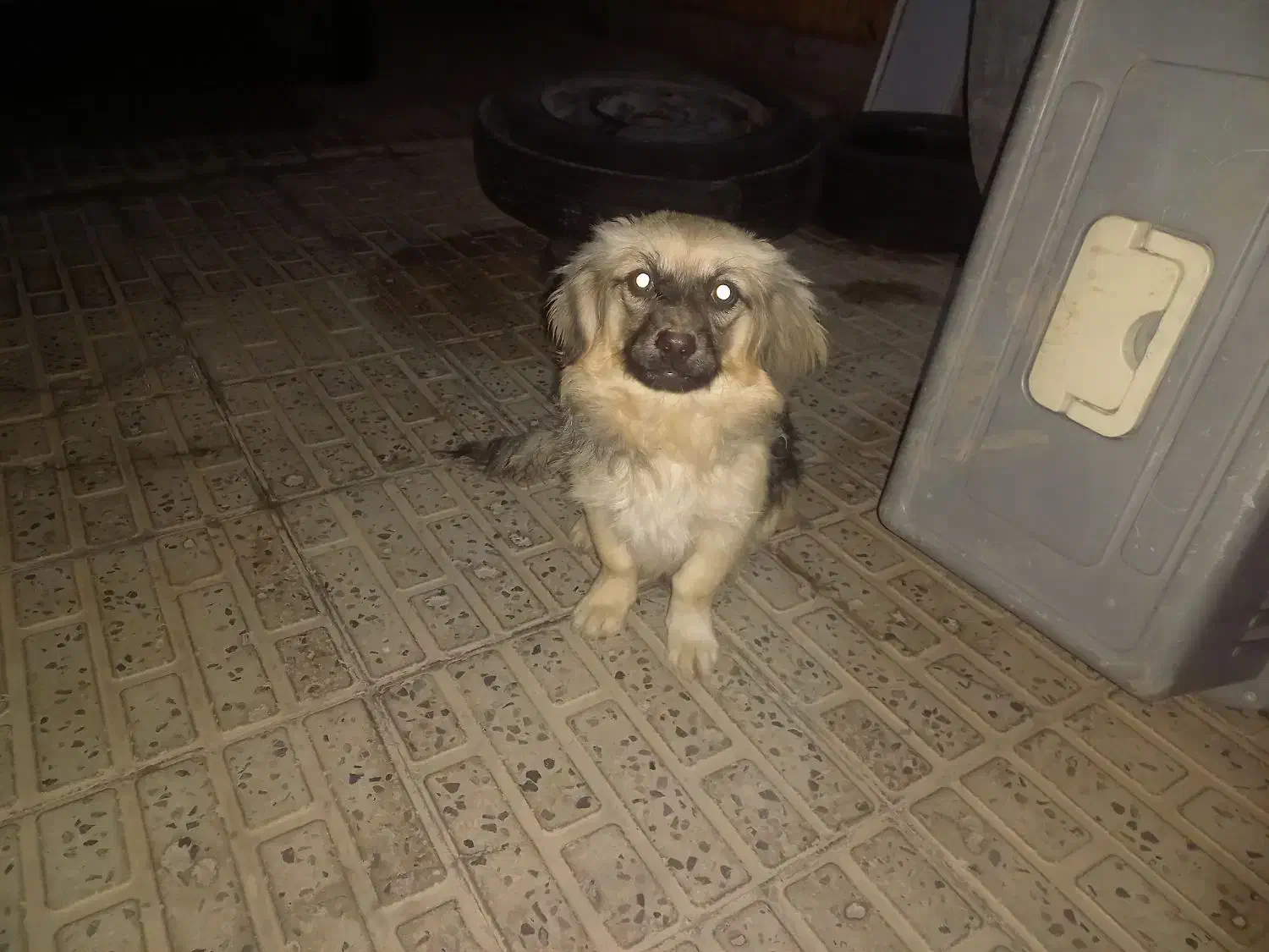 معاوضه سگ پا کوتاه ماده|سگ|کرمان, |دیوار