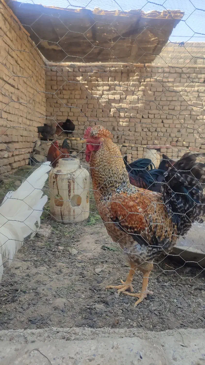 مرغ و خروس|حیوانات مزرعه|ملایر, |دیوار