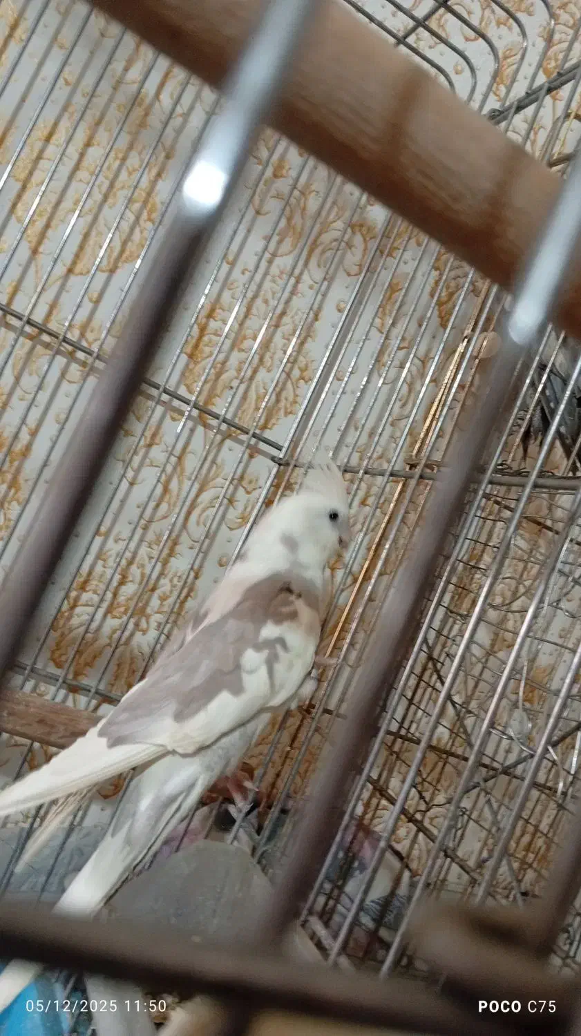 فروش فوری عروس هلندی|پرنده|خرم‌آباد, |دیوار