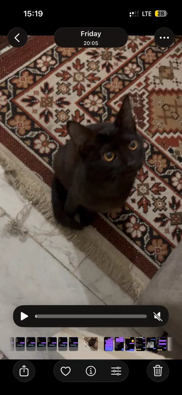 گربه|گربه|ورامین, ورامین|دیوار