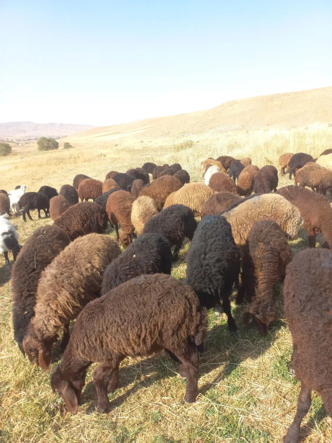 فروش بره|حیوانات مزرعه|هریس, |دیوار