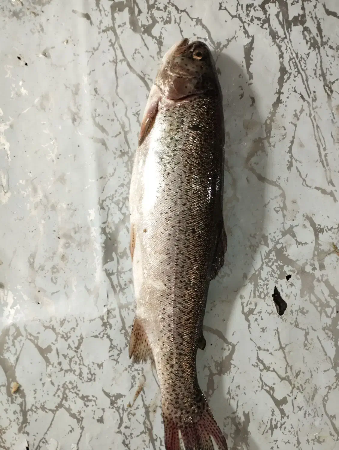 ماهی تازه دریایی|خوردنی و آشامیدنی|تهران, میرداماد|دیوار