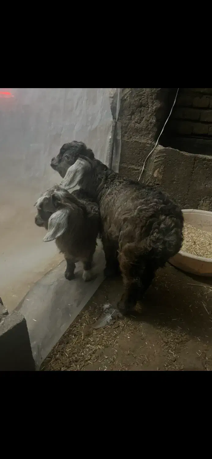 بره بز قیمت مناسب|حیوانات مزرعه|اردبیل, |دیوار