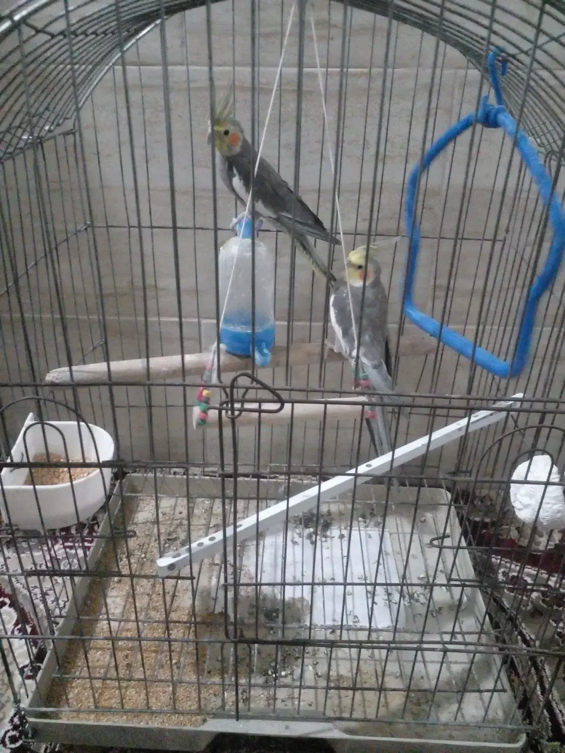 یه جفت عروس باقفس|پرنده|آستانه اشرفیه, |دیوار