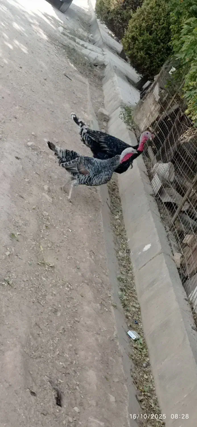 بوقلمون محلی|حیوانات مزرعه|زرقان, |دیوار