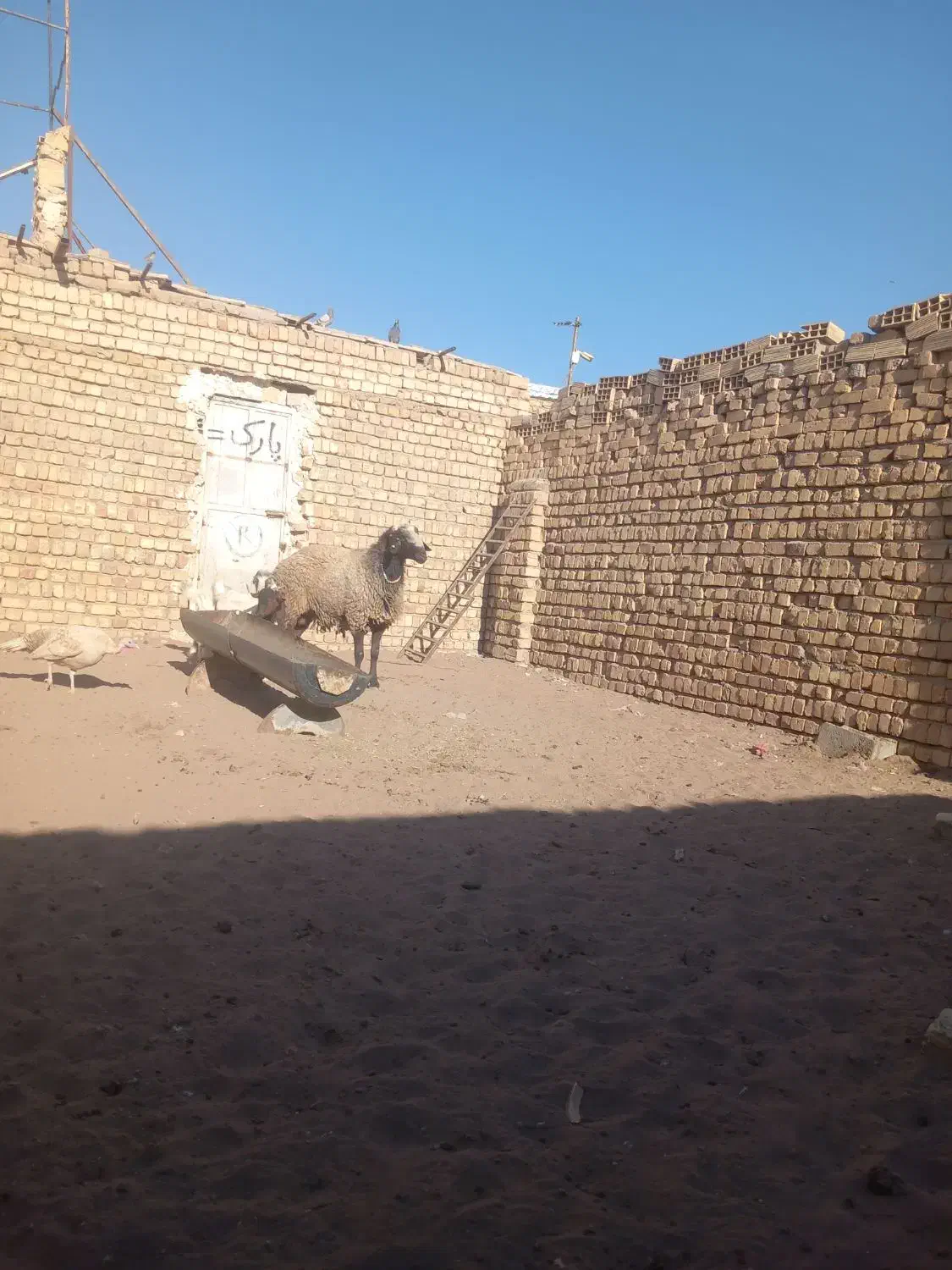 حیوانات|حیوانات مزرعه|قنوات, |دیوار