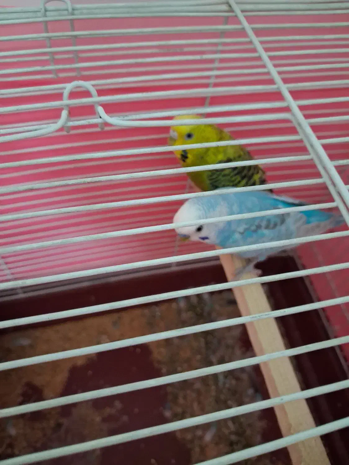 یک جفت مرغ عشق سالم و سرحال باقفس|پرنده|تهران, آهنگ|دیوار