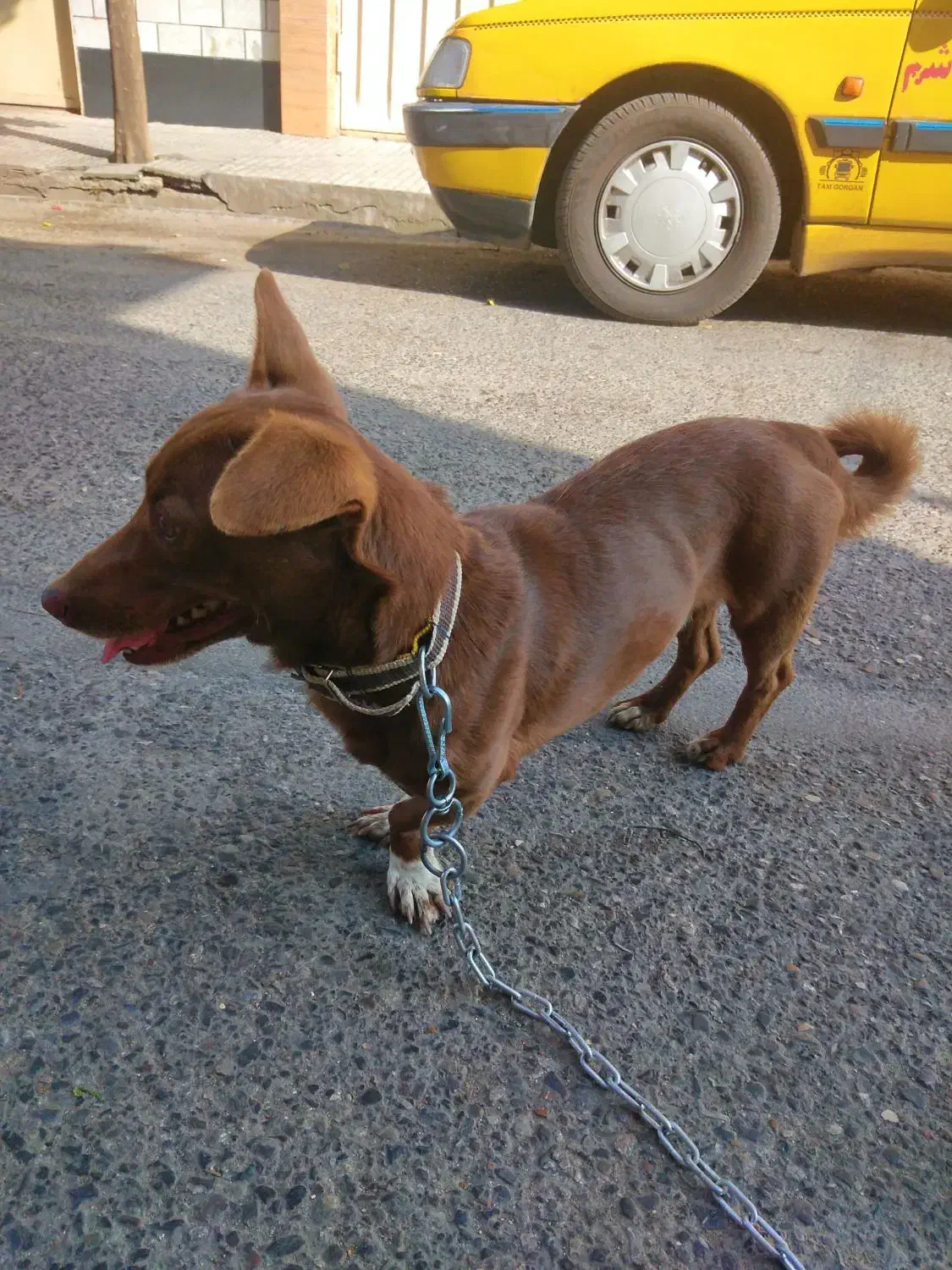 واگذاری سگ|سگ|گرگان, |دیوار