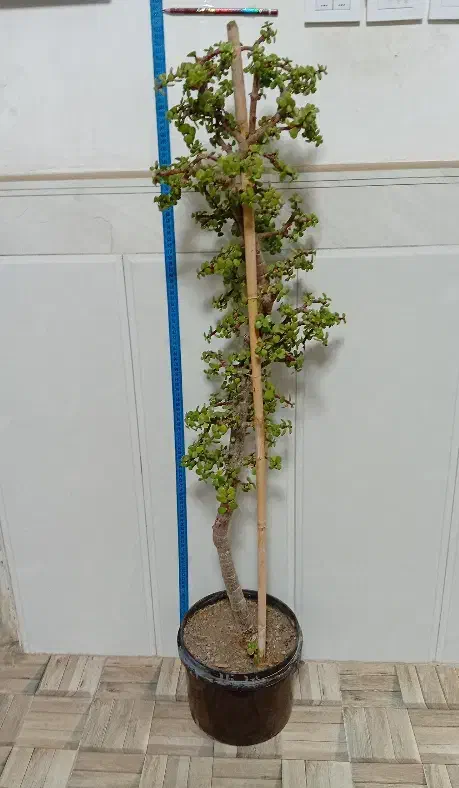 گل خرفه ای|گل و گیاه طبیعی|قرچک, محمد آباد|دیوار