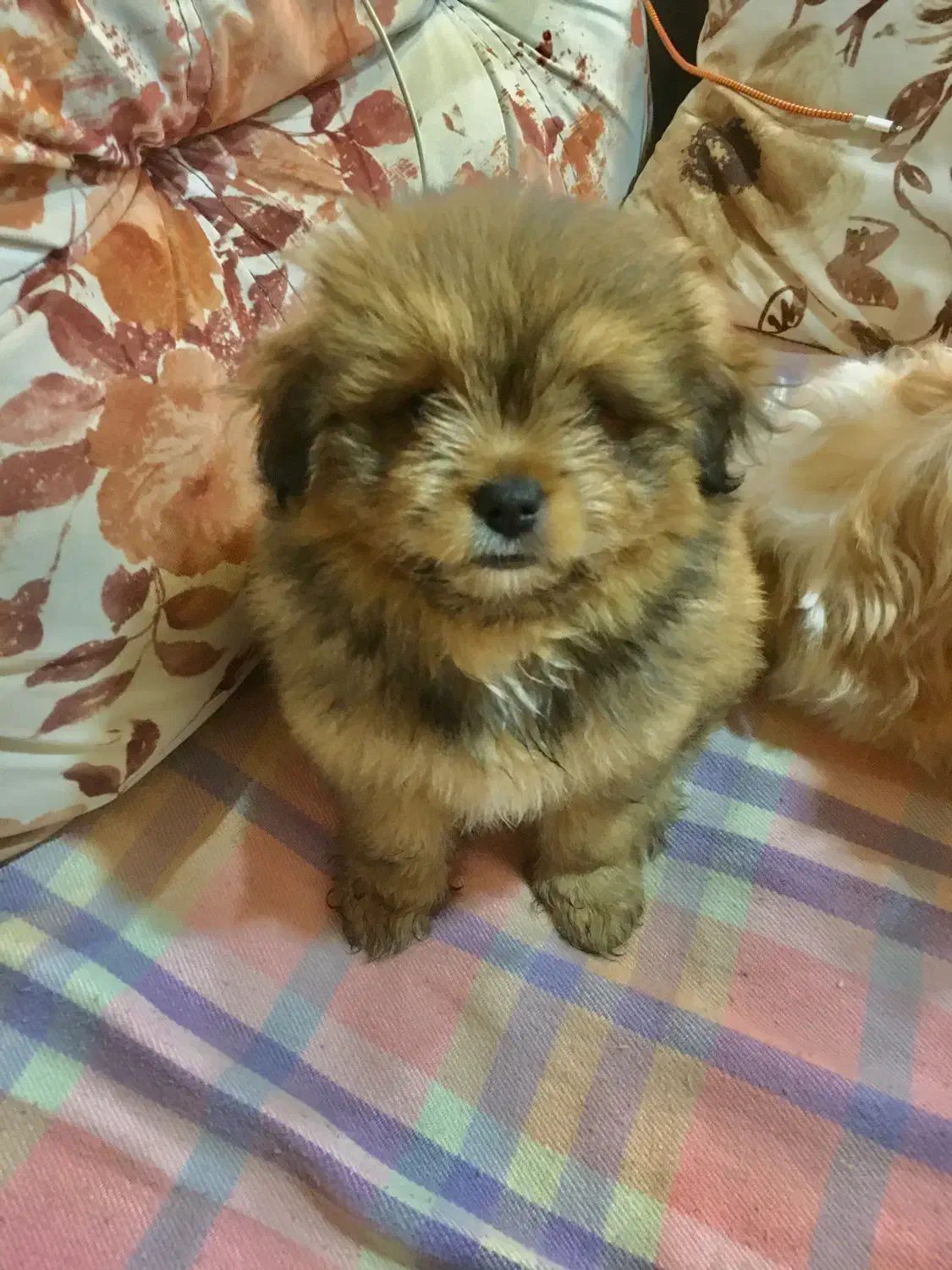 واگذاری سگ پامرانین|سگ|نوشهر, |دیوار