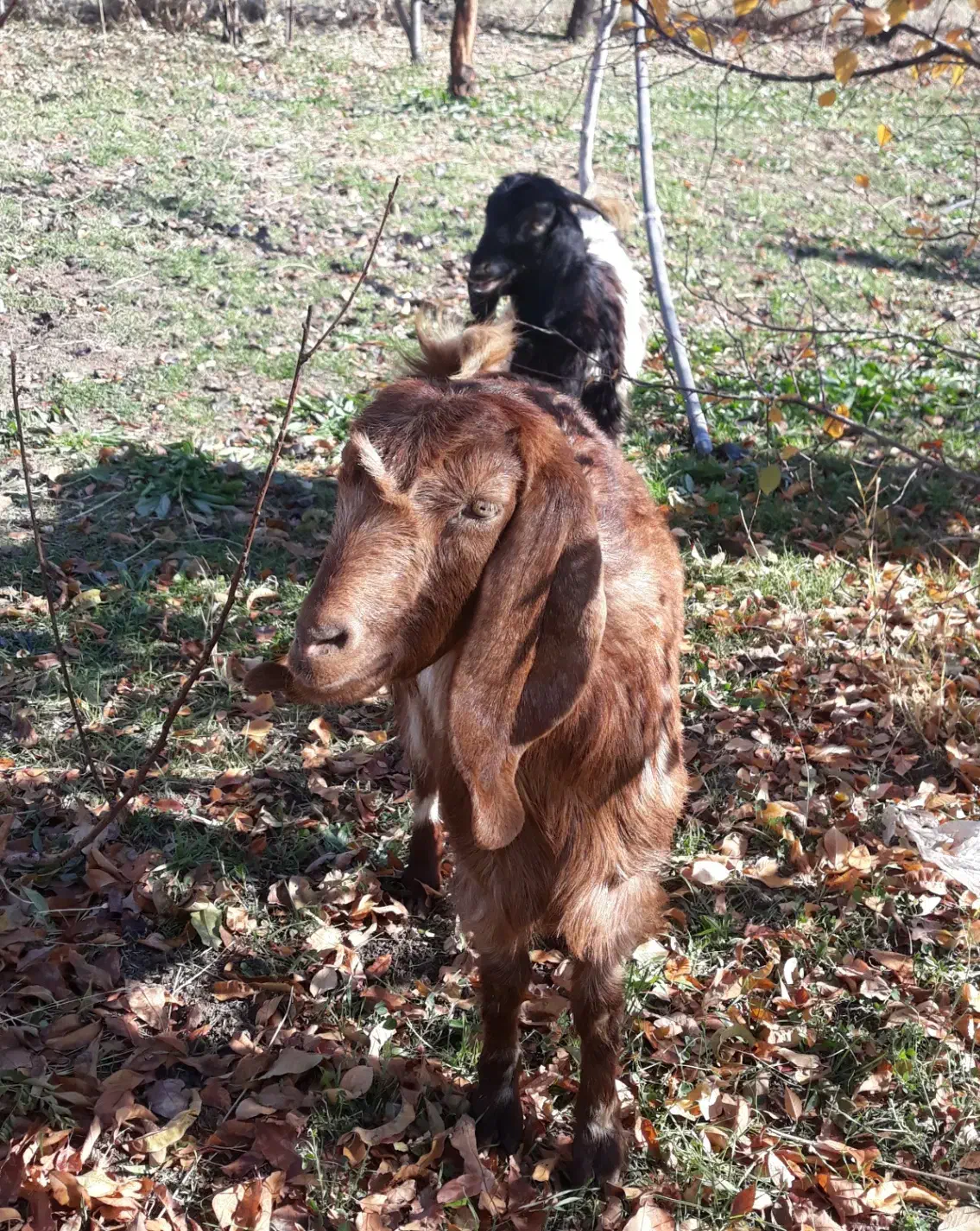 بز آبستن|حیوانات مزرعه|روانسر, |دیوار