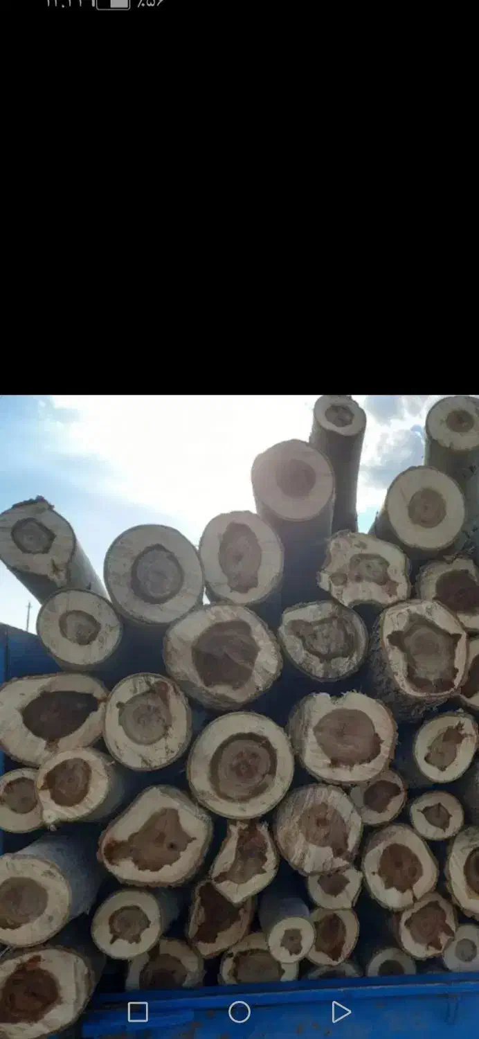 خرید چوب باغی قلمه سوت تر وخشک|خدمات باغبانی و درختکاری|ویلکیج, |دیوار