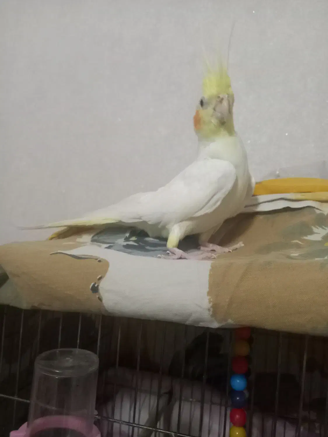 یک عدد عروس هلندی کاملا سالم|پرنده|فردیس, فرامرزیه|دیوار