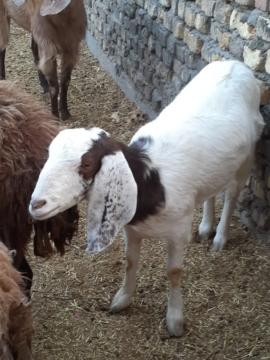 بزنجدی|حیوانات مزرعه|برخوار, |دیوار