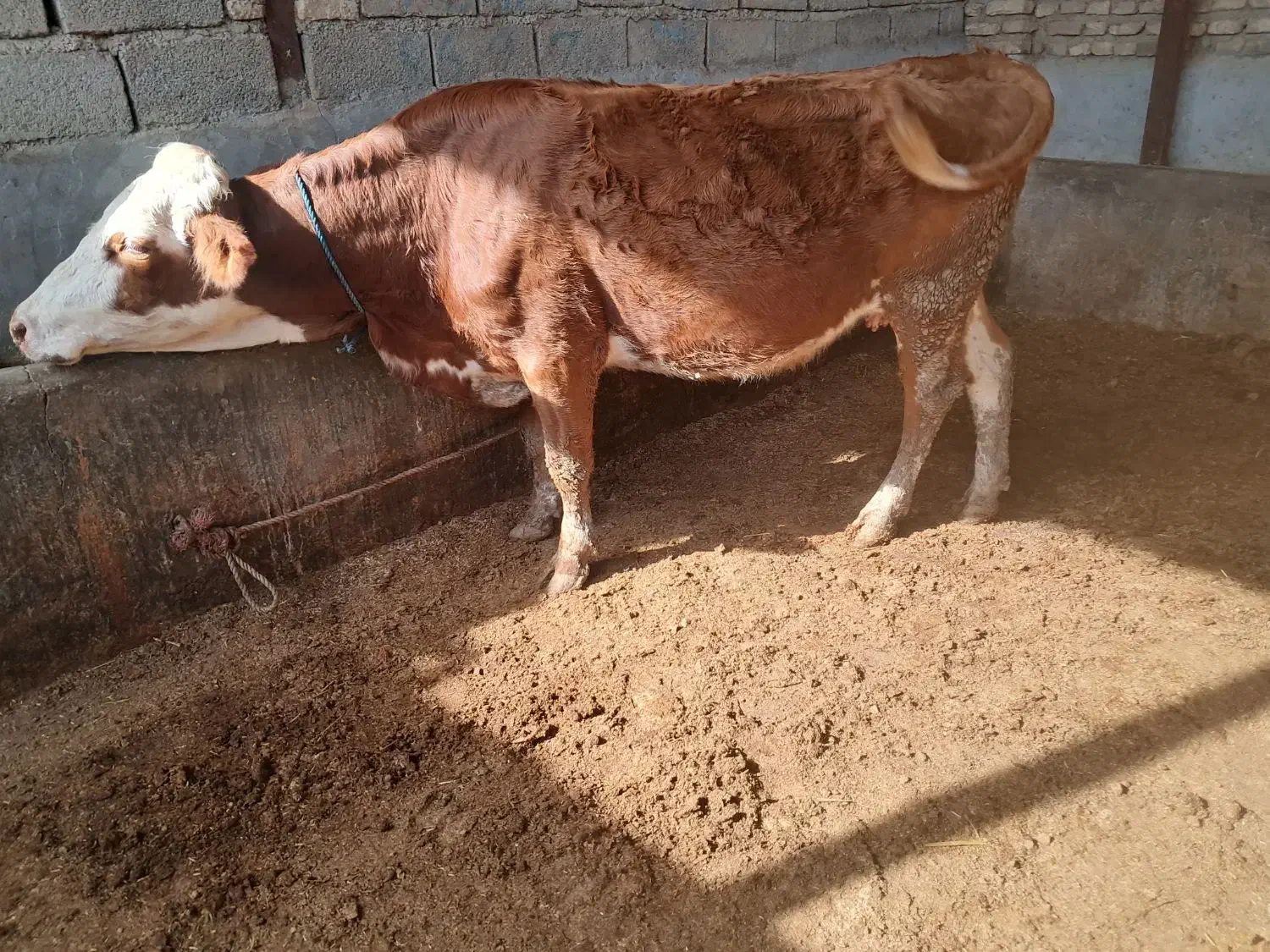 گاو ابستن|حیوانات مزرعه|گنبد کاووس, |دیوار