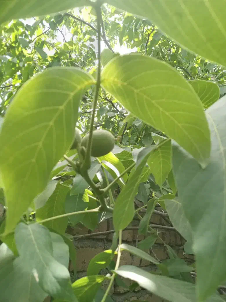 باغ میوه|فروش زمین و ملک کلنگی|خلجستان, |دیوار