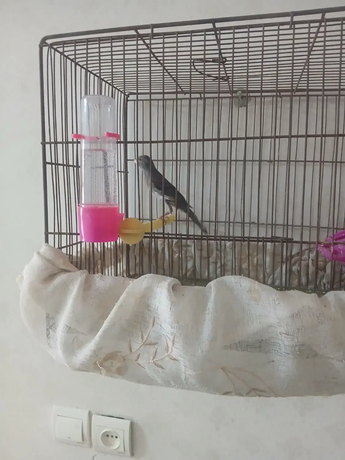 جوجه قناری نر|پرنده|خمینی‌شهر, |دیوار