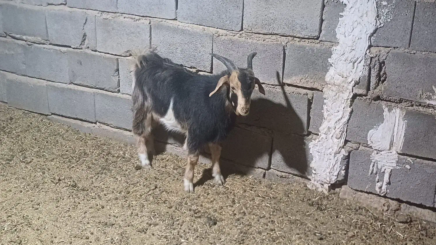 کهره نر|حیوانات مزرعه|شیراز, شاهچراغ|دیوار