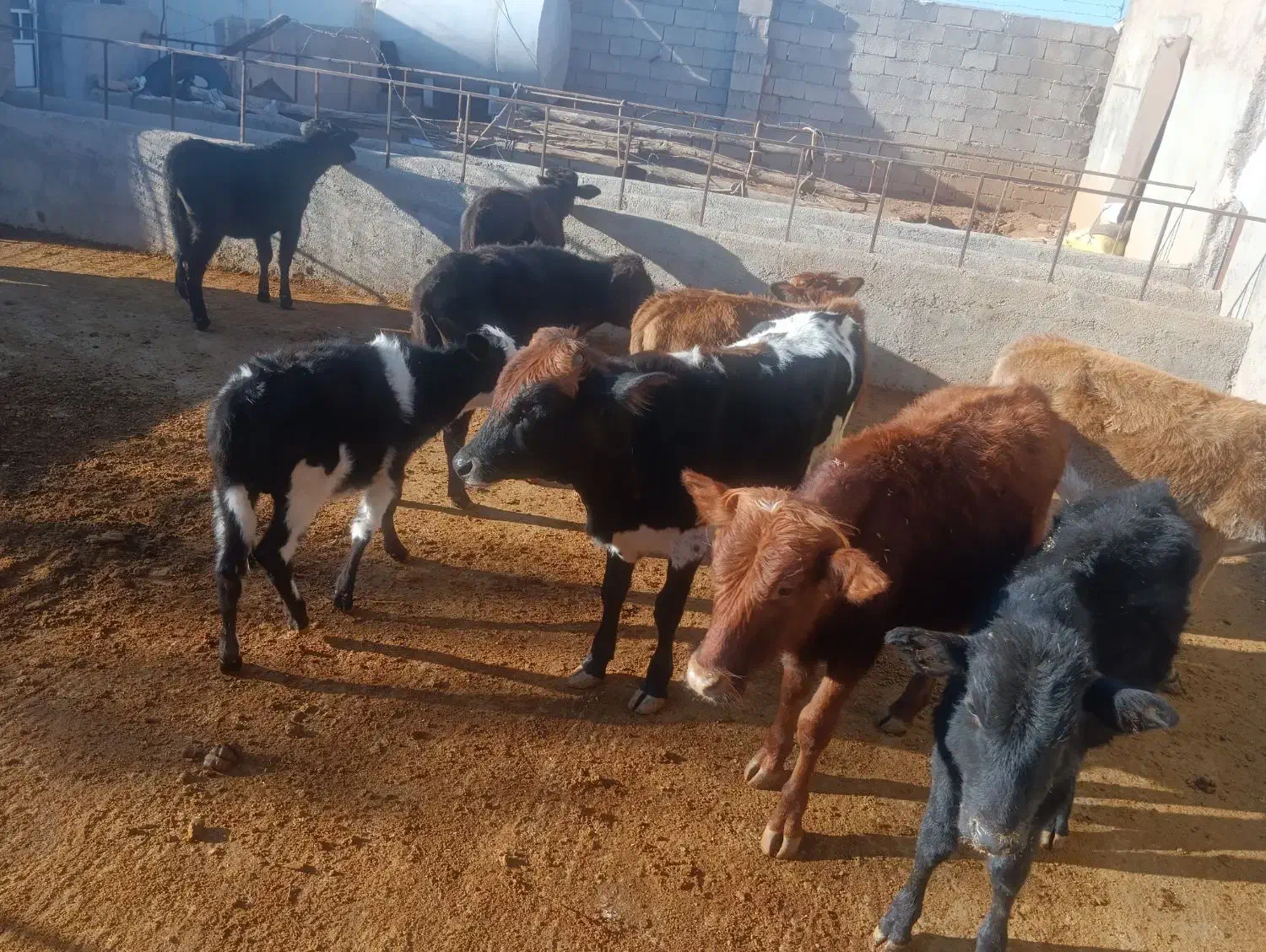 گوساله نر محلی|حیوانات مزرعه|کوهدشت, |دیوار