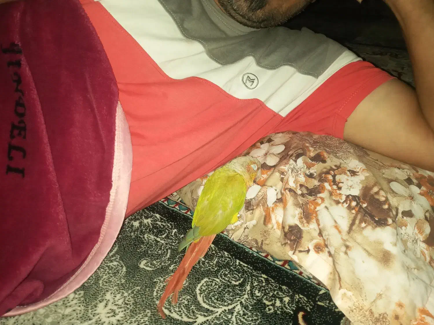 دستی|پرنده|بندر ماهشهر, |دیوار