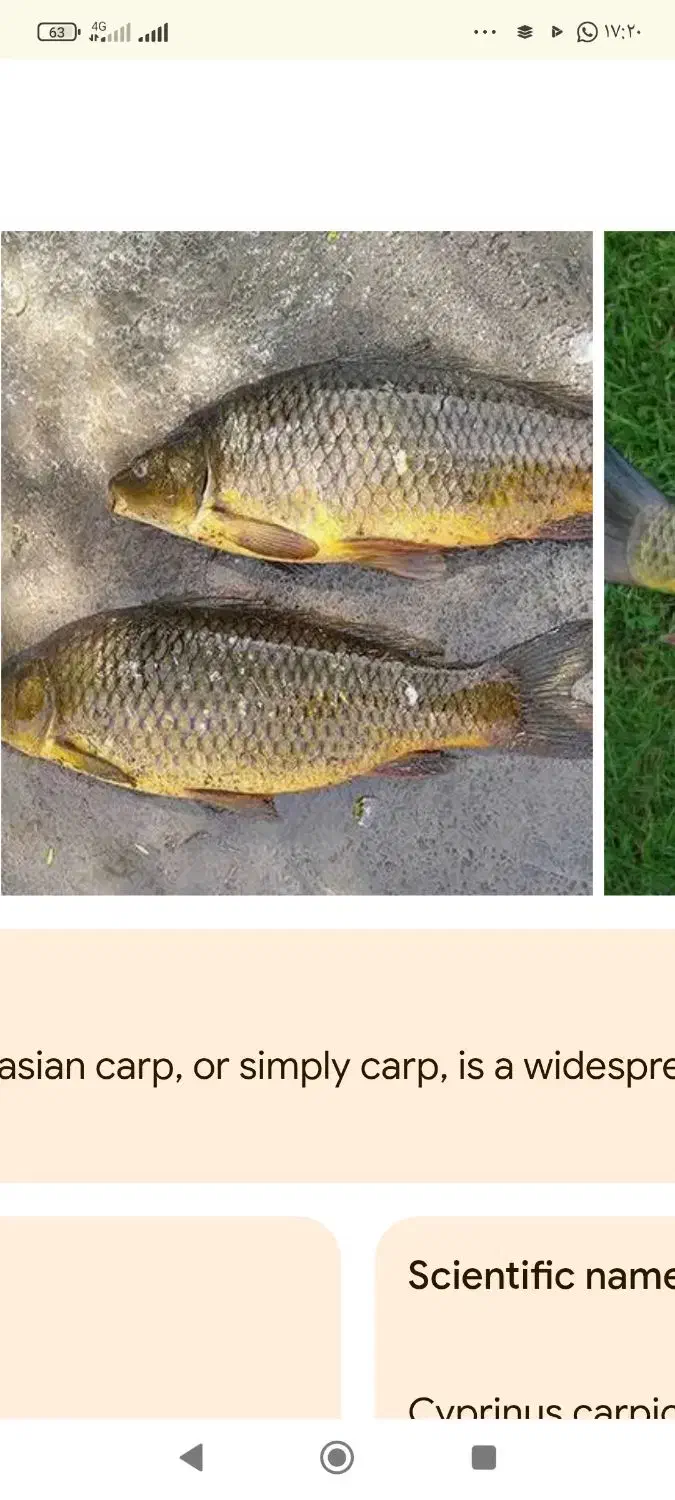 ماهی کپور|ماهی|زرقان, |دیوار