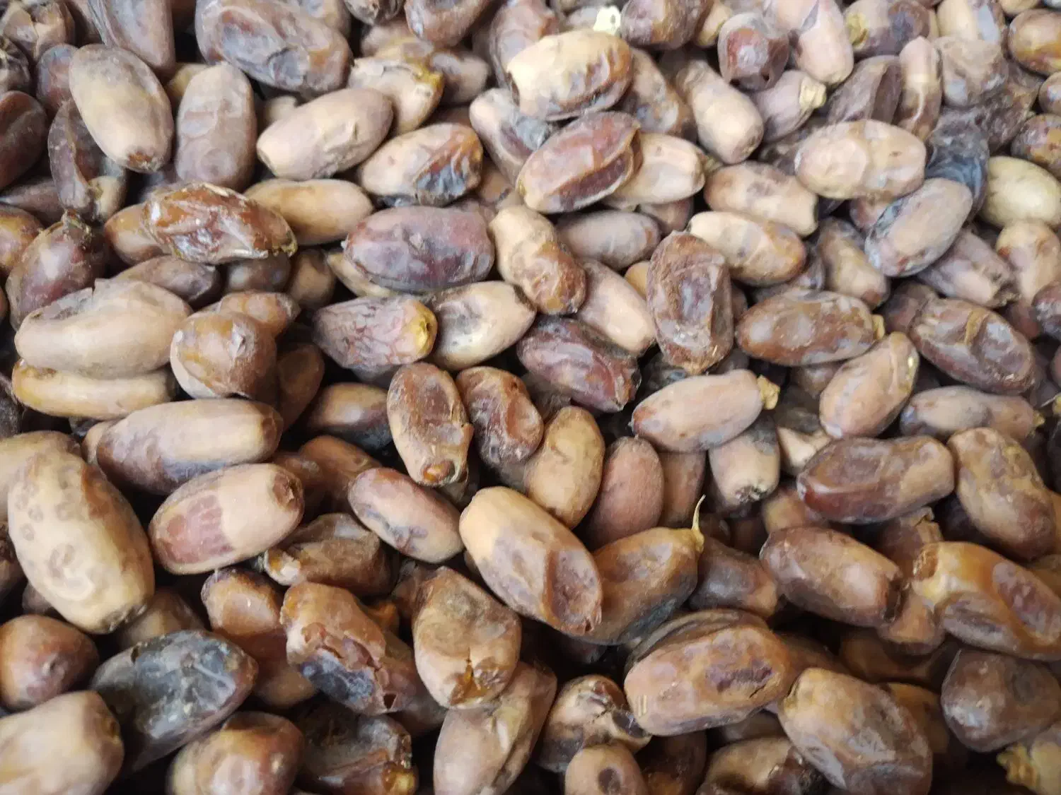 دیری|خوردنی و آشامیدنی|اهواز, پردیس|دیوار