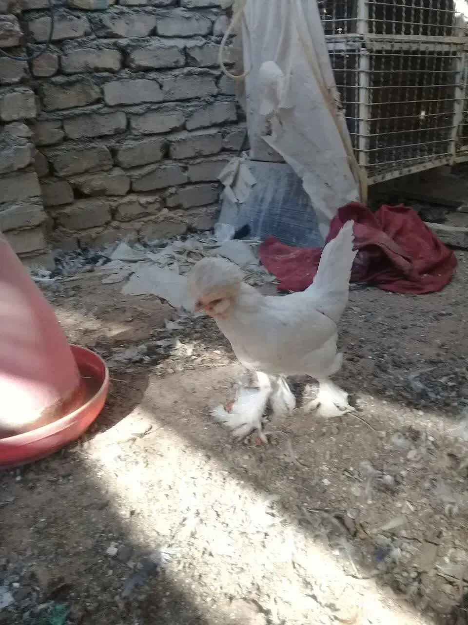 فروش دو جفت سلطان|حیوانات مزرعه|ری, شهید بهشتی|دیوار