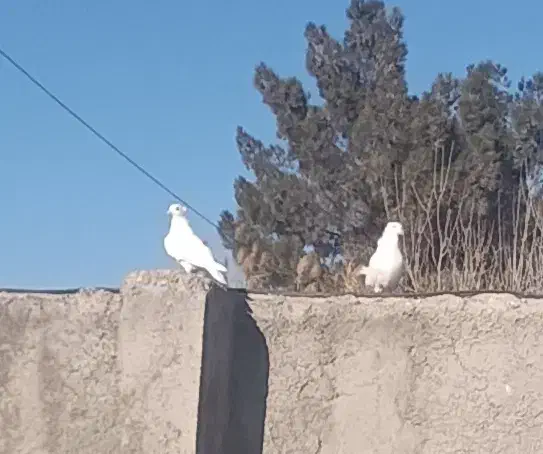 کبوتر سفید|پرنده|کهریزک, |دیوار
