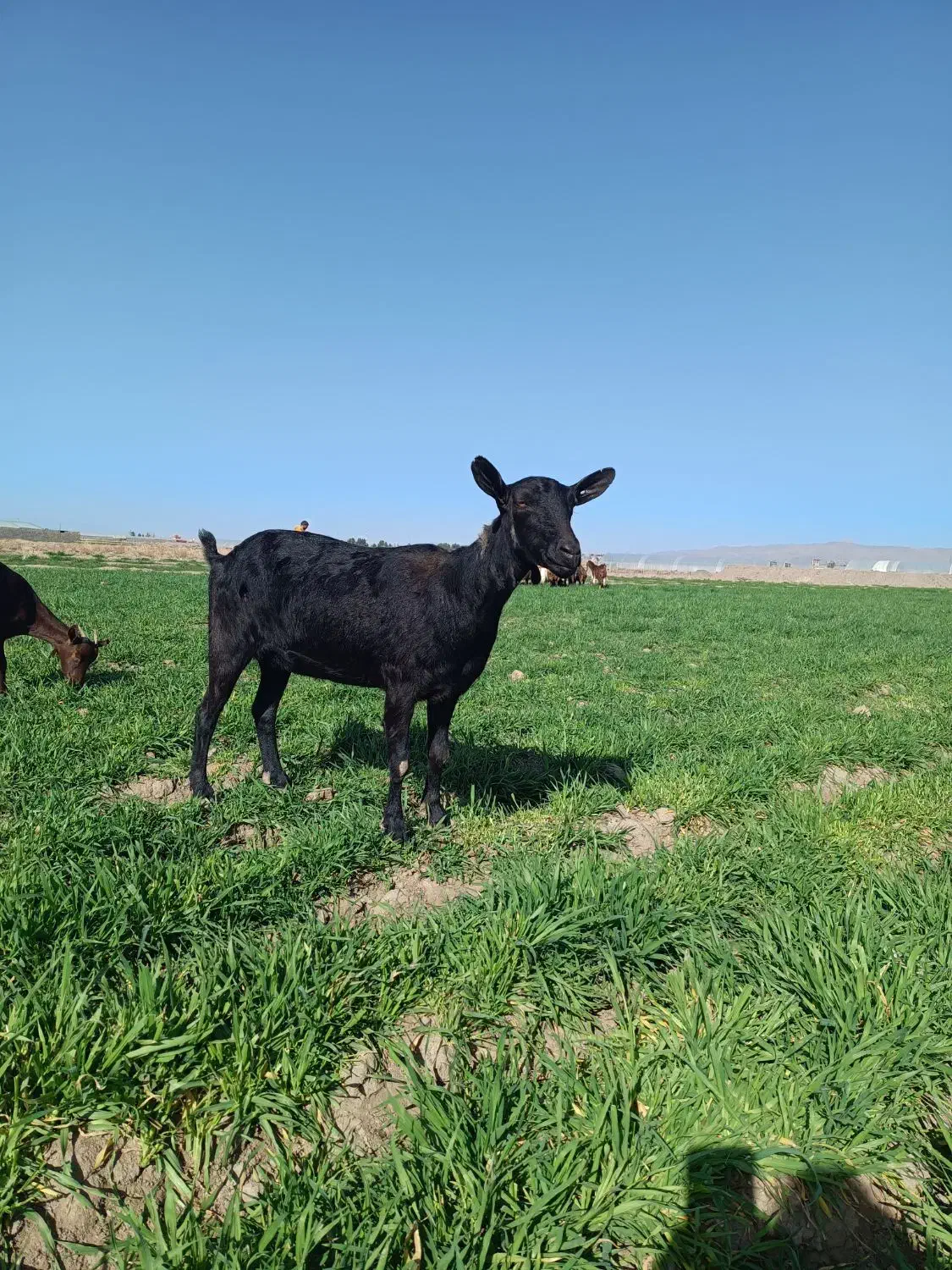 بز مورسیا|حیوانات مزرعه|فریمان, |دیوار