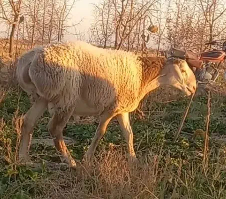دوراس بره قوچی چینی|حیوانات مزرعه|زیرکوه, |دیوار