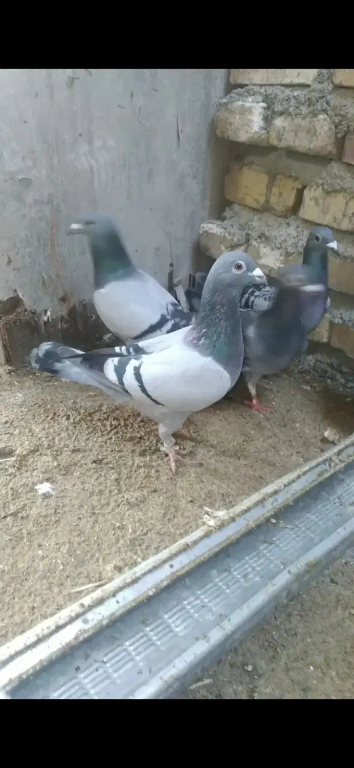 پرنده مسافتی جواب داده|پرنده|مینودشت, |دیوار