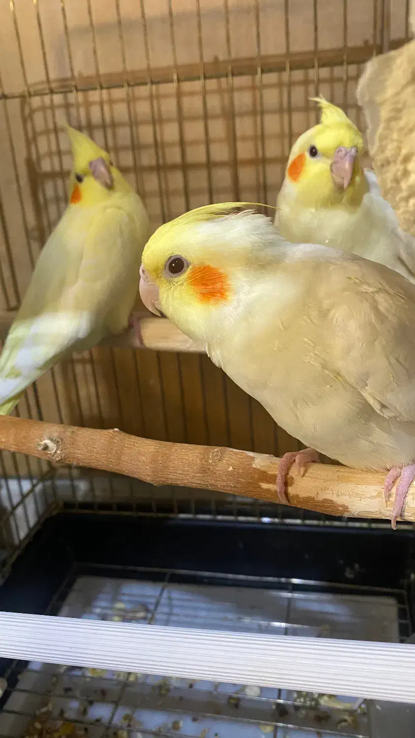 پرنده عروس هلندی|پرنده|شهرکرد, |دیوار