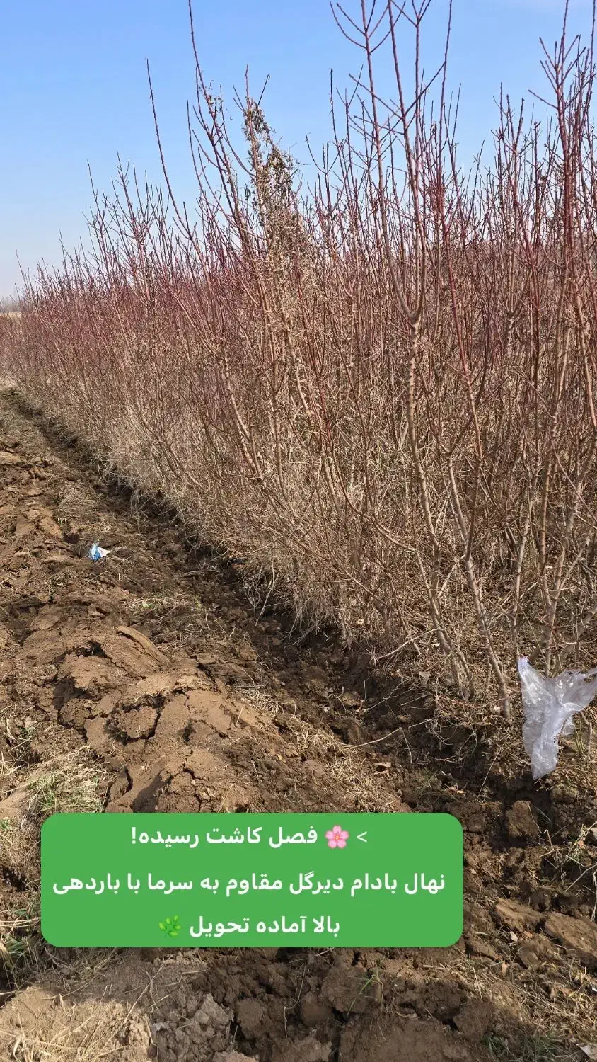 نهال بادام خارجی آمریکائی اصل|خدمات باغبانی و درختکاری|مرند, |دیوار