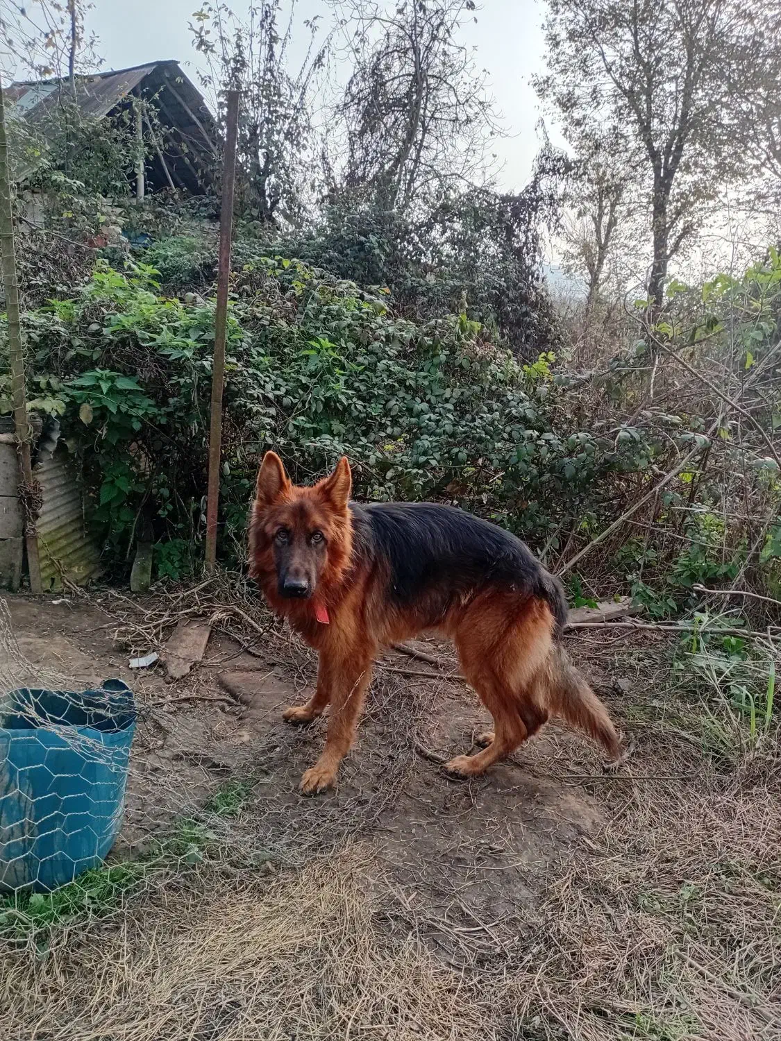 ژرمن شپرداصل(نر)|سگ|سیاهکل, |دیوار