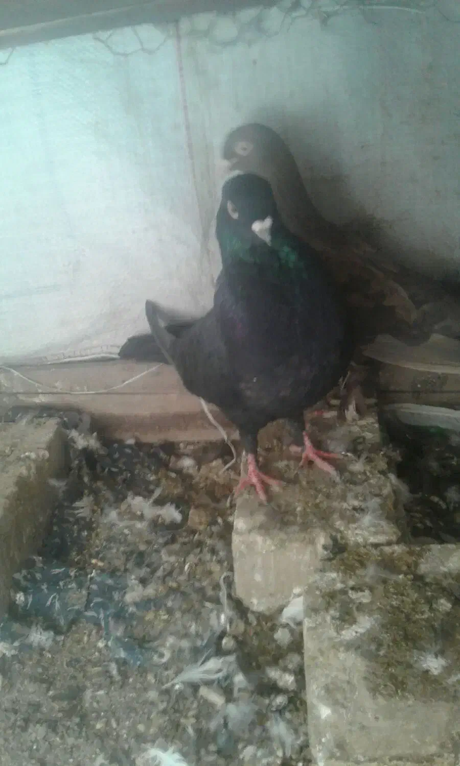 چندجفت کفترخوبوپرشی بشرط|پرنده|یزد, |دیوار