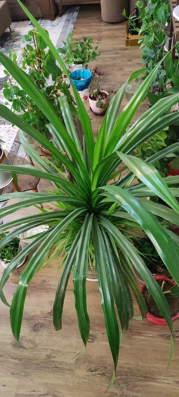 گل پاندانوس بزرگ|گل و گیاه طبیعی|مبارکه, |دیوار