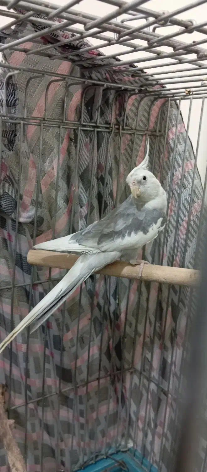 عروس هلندی ابلغ البینو|پرنده|هرسین, |دیوار