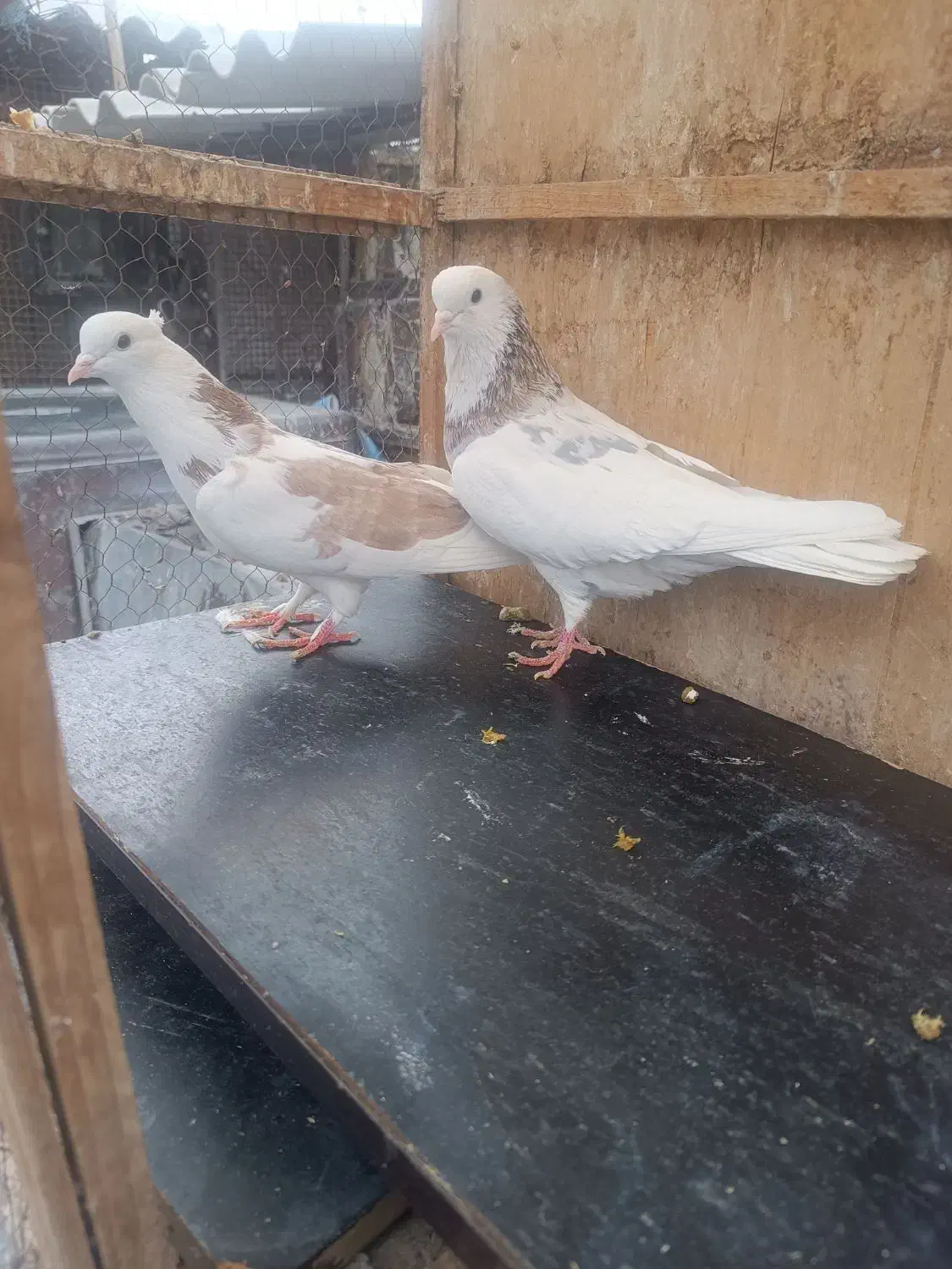 کفتر کفتر بازی|پرنده|ری, علایین|دیوار