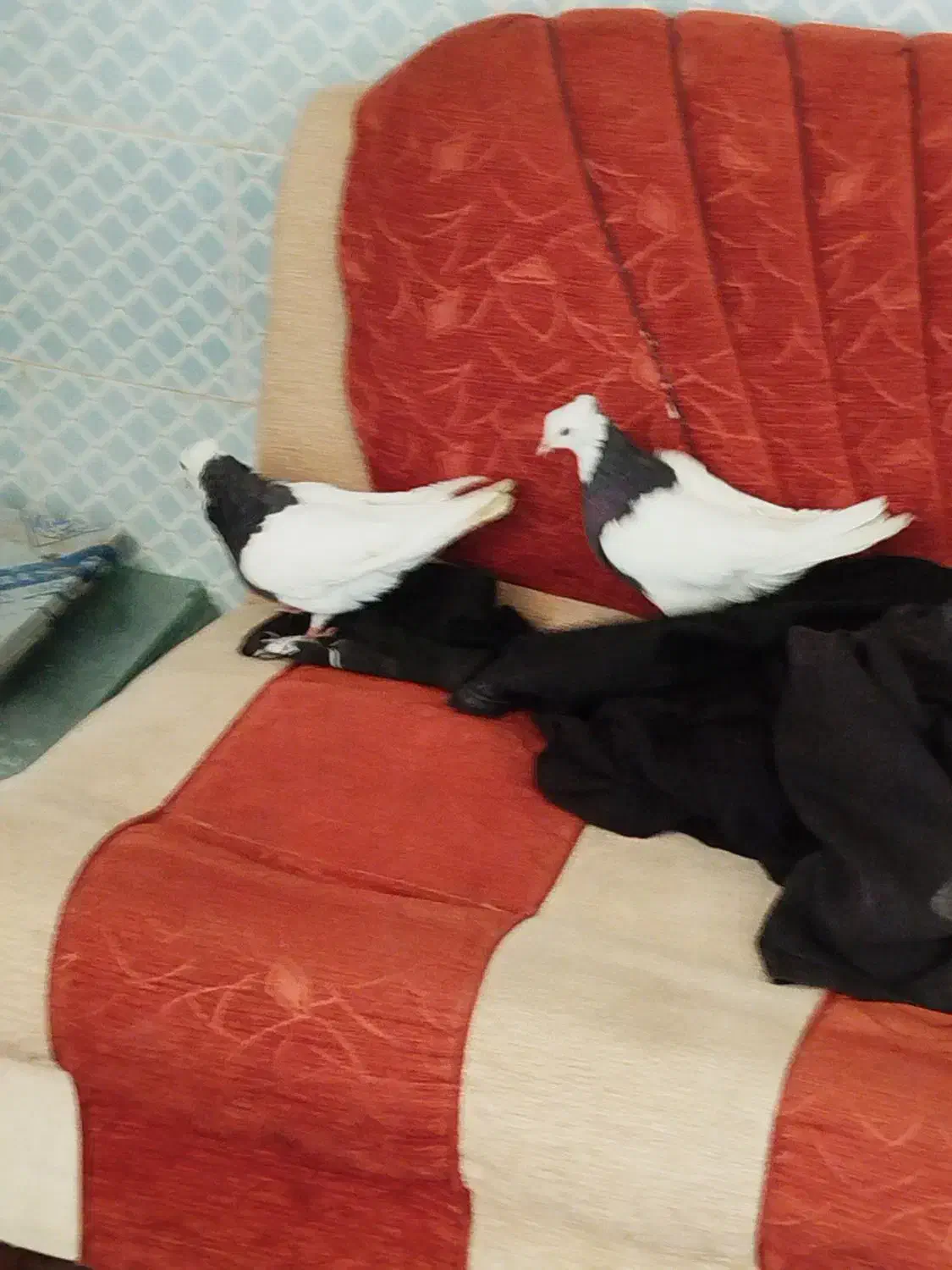 چهار عدد کفتر|پرنده|فیروزآباد (فارس), |دیوار