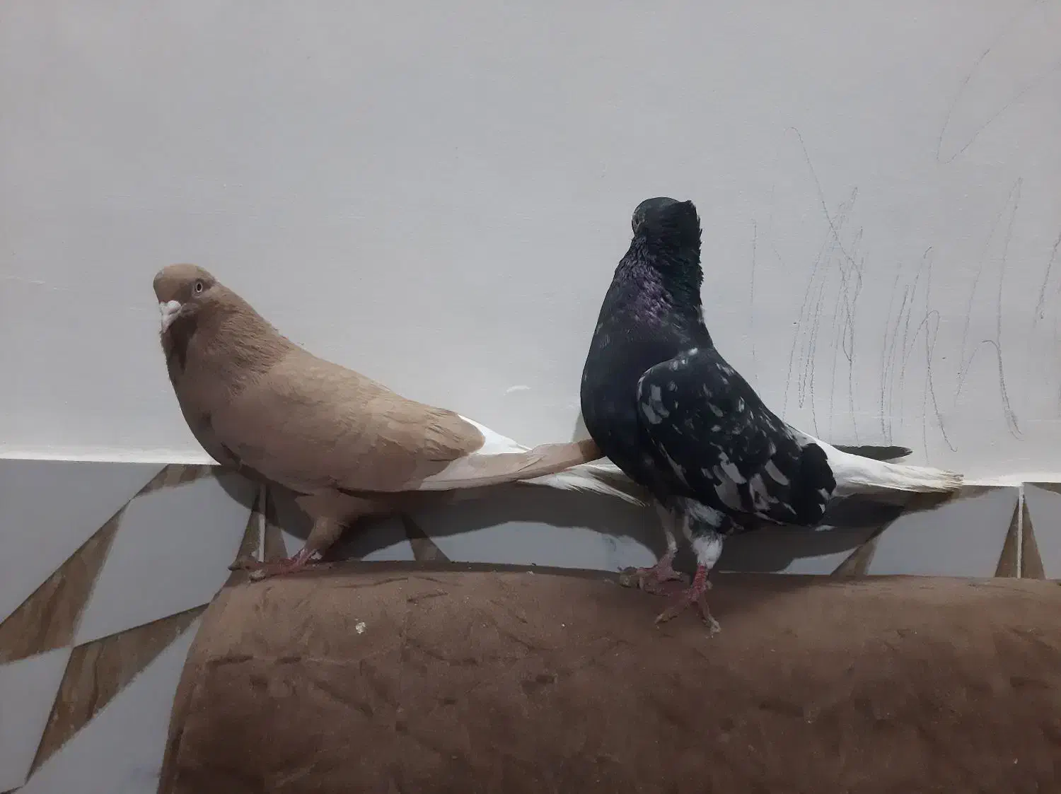 سرور دم سفید و زرد دم سفید خال سیاه دار|پرنده|مشهد, امیرآباد|دیوار