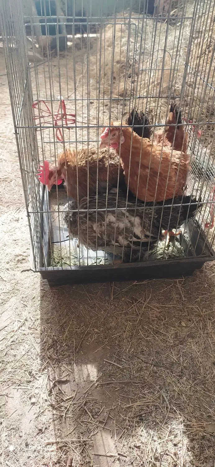 مرغ تخم گذار|حیوانات مزرعه|رفسنجان, |دیوار