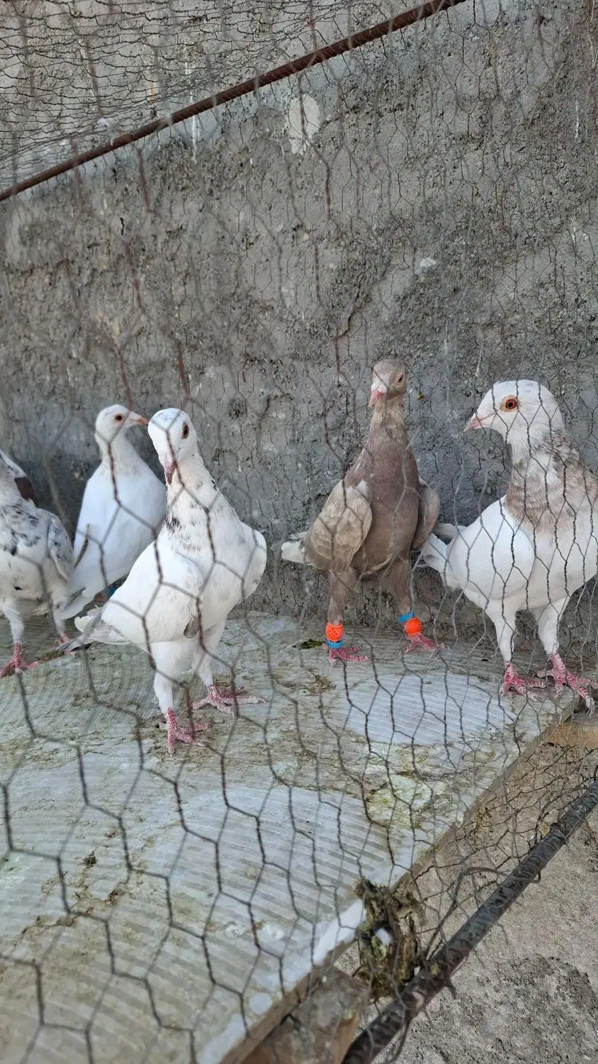 کبوتر موشی سرور سینه ای|پرنده|لنجان, |دیوار