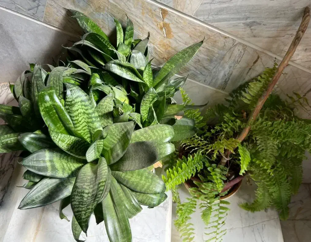 فروش گلهای اپارتمانی|گل و گیاه طبیعی|پاوه, |دیوار