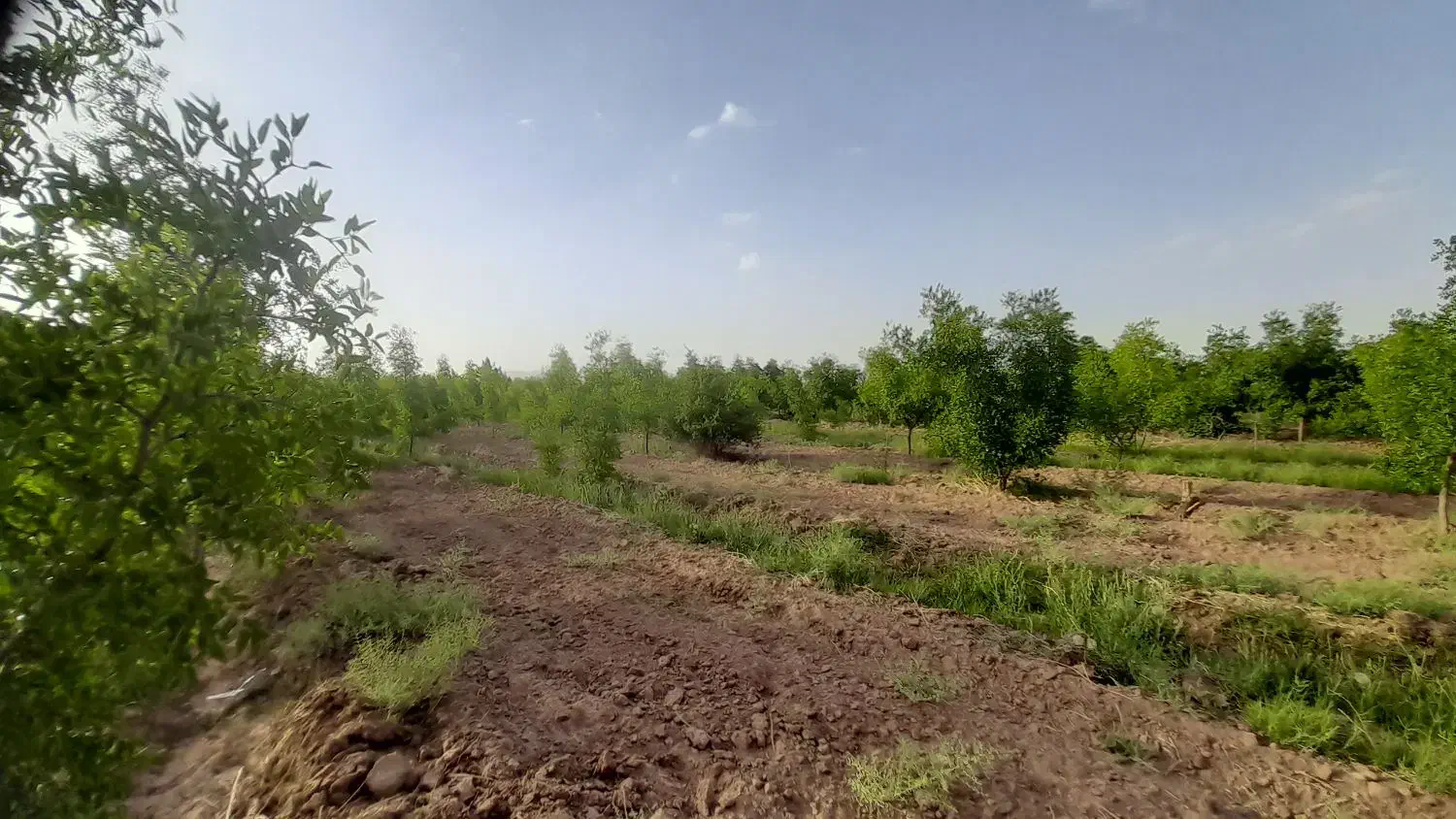 فروش فوری باغ نقد و اقساط|فروش دفتر صنعتی، کشاورزی، تجاری|خوسف, |دیوار