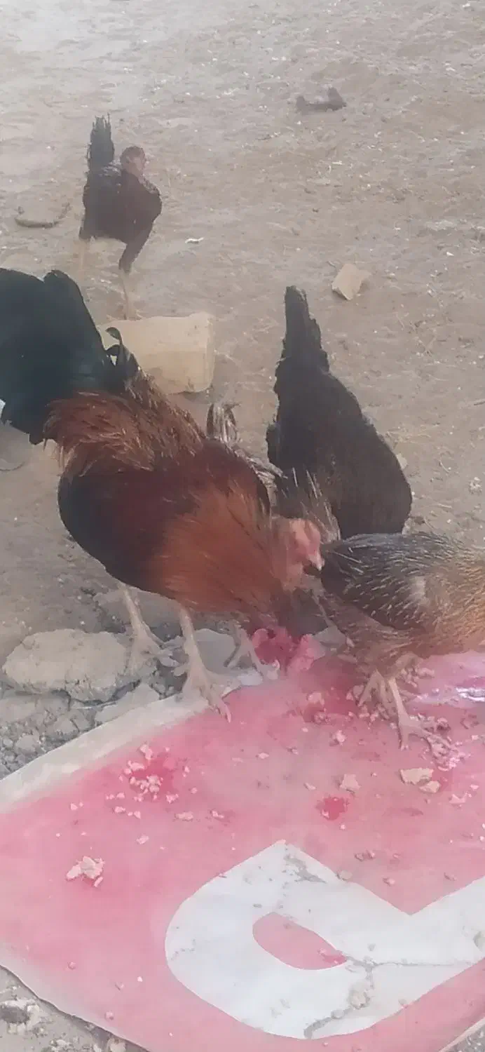 بعترین قیمت اگه خریداری دوسه تا مرغ و خروس بی پو|حیوانات مزرعه|کرباسک, |دیوار