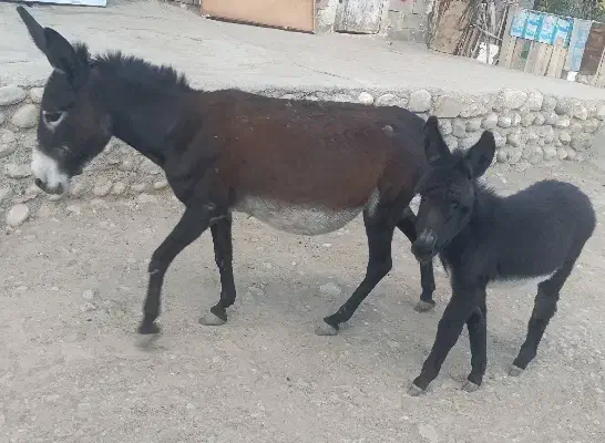 الاغ ماده با کره نر|حیوانات مزرعه|فیروزآباد (لرستان), |دیوار