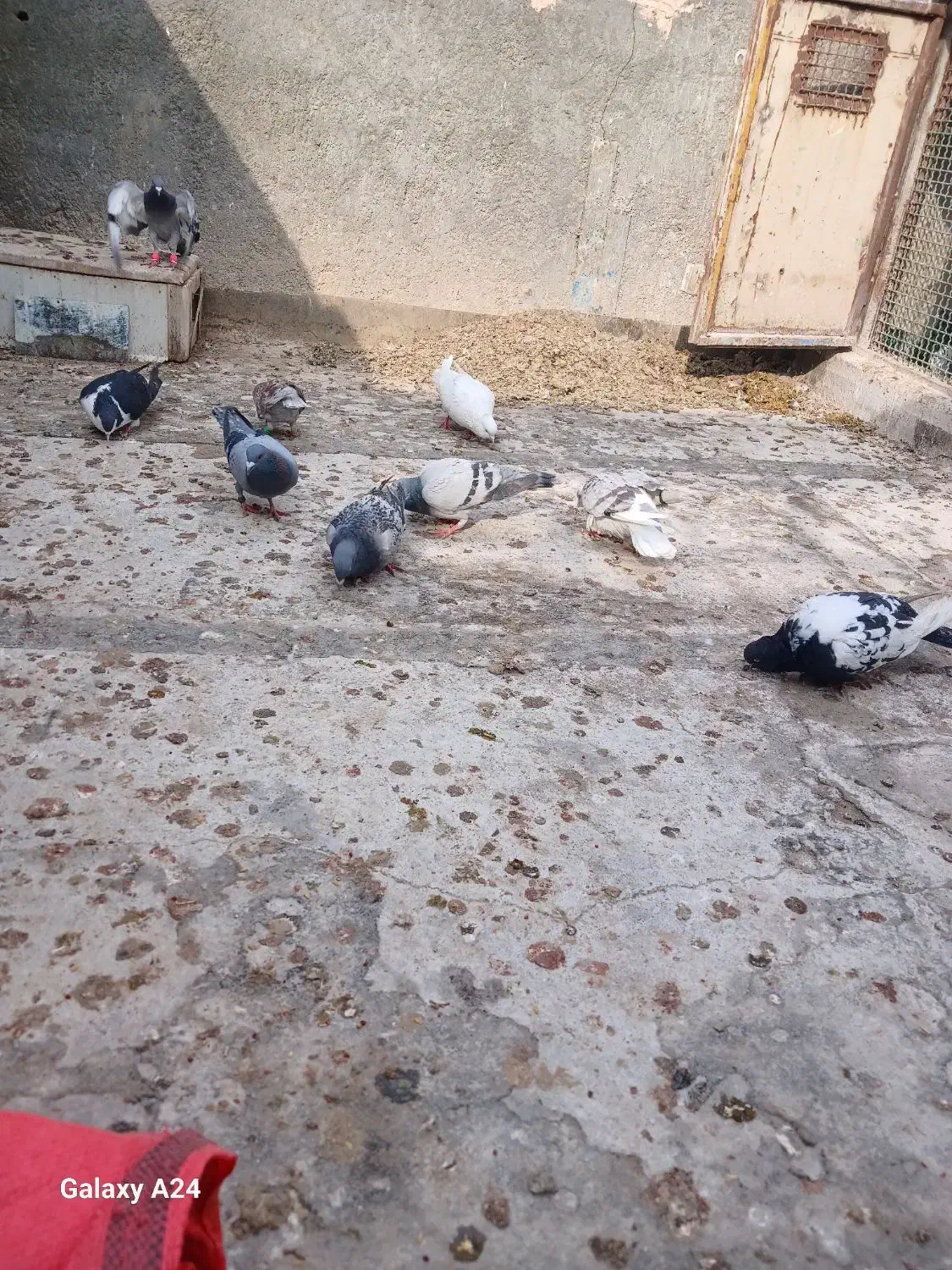 ۱۰تاصید|پرنده|مشهد, شهید قربانی|دیوار