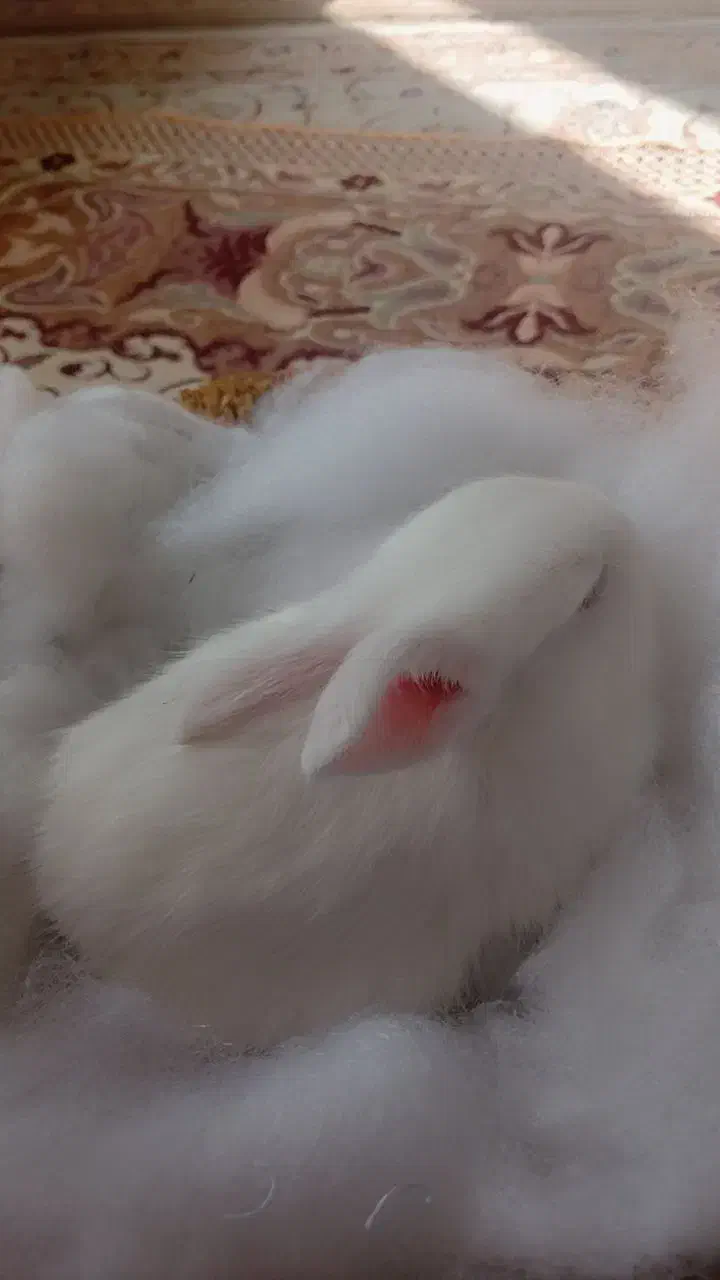 خرگوش نر واگذار میشود|موش و خرگوش|خلخال, |دیوار