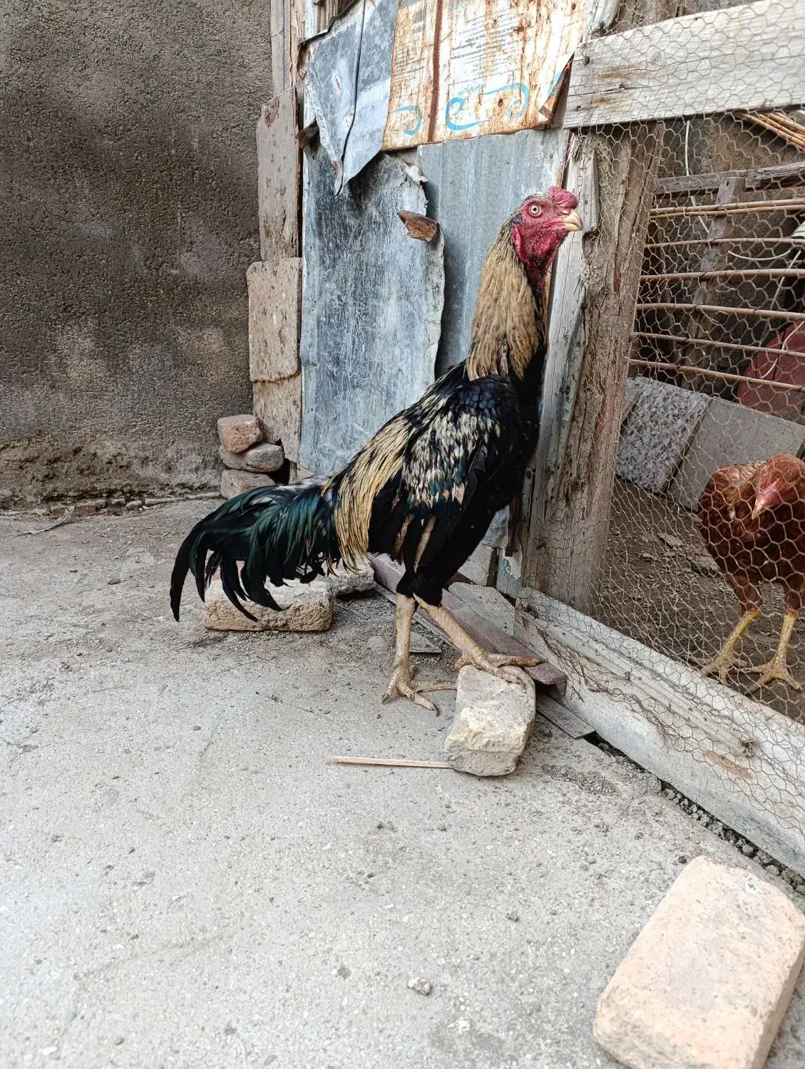 خروس لاری صابونی|حیوانات مزرعه|گمیشان, |دیوار