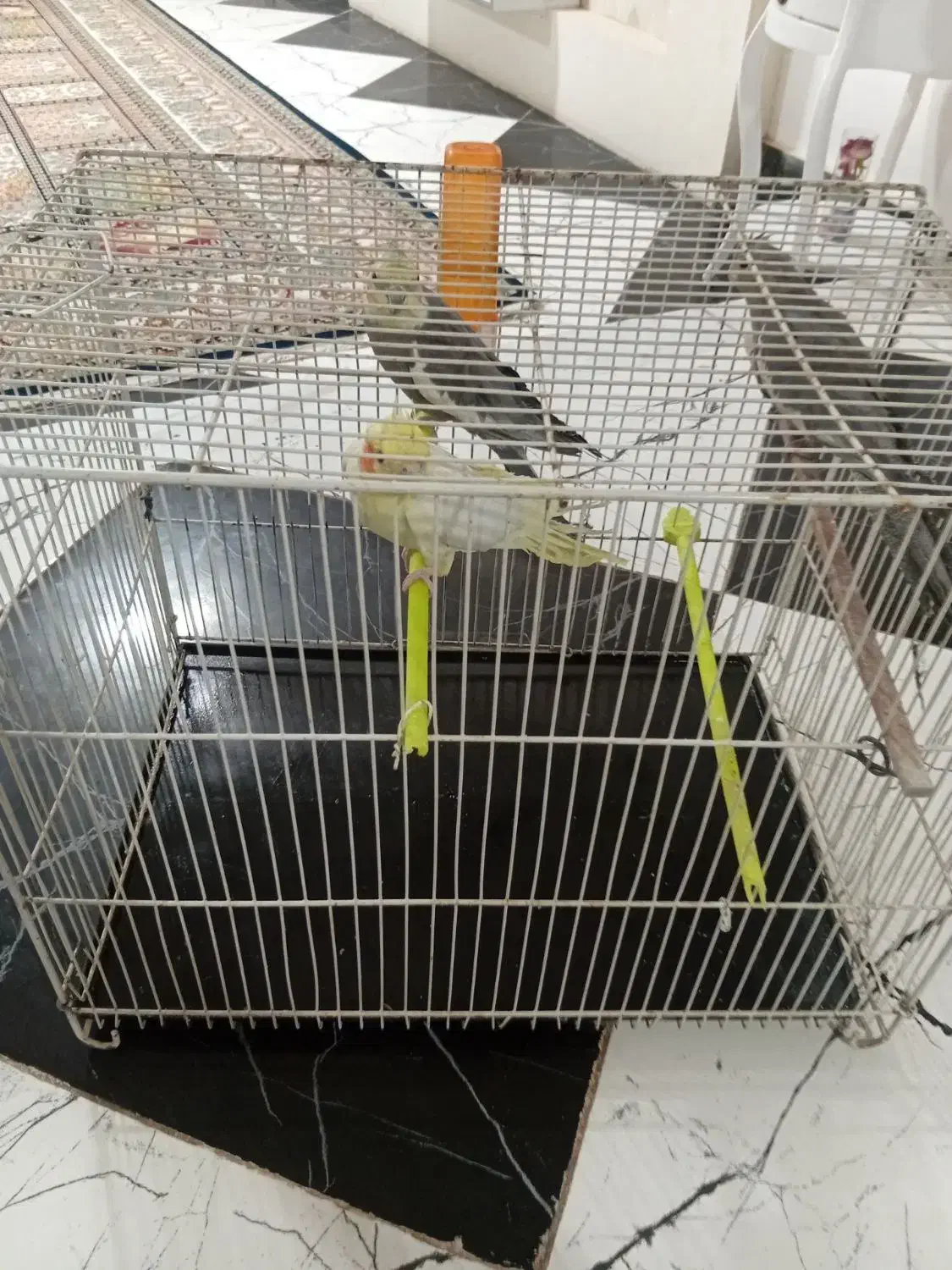 عروس هلندی با جوجه|پرنده|سرایان, |دیوار